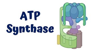 ATP synthase  Structure and Function [upl. by Pump278]