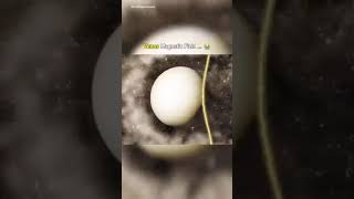 Mercury vs Venus vs Earths magnetic field comparison  edit planet space cosmos [upl. by Aisyle]