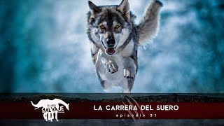 E31 La Carrera Del Suero  El Lado Salvaje  Podcast [upl. by Tymes161]