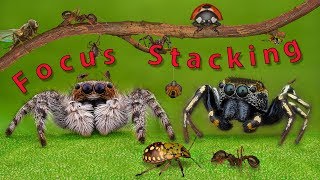 Focus StackingMacro Tutorial [upl. by Aurie]