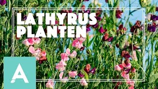 Lathyrus planten  Grow Cook Eat 25 [upl. by Ahseral]