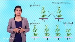 Mendels experiment  Monohybrid Cross  Law of Segregation [upl. by Shela]