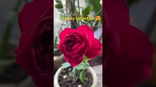 flowerscollectionhomegardenshorts feed viral music [upl. by Seema]