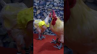 mini Botitas para gallos gallos rooster mascotas shortsyoutube [upl. by Sanchez]