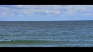 Humpback Whale feeding in Holgate LBI 111223 [upl. by Dyson]