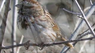 Chipping Sparrow versus Song Sparrow Ontario Canada [upl. by Yelyak]