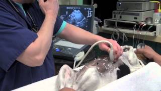 Canine Liver FNA Ultrasound [upl. by Dacey]