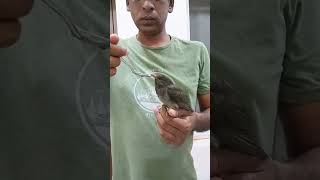 Gray billed cuckoo rescued [upl. by Culver525]