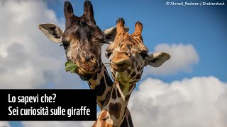 Lo sapevi che Sei curiosità sulle giraffe [upl. by Son107]