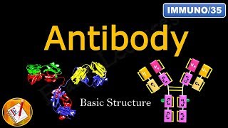 Detailed Antibody Structure FLImmuno35 [upl. by Frederigo]