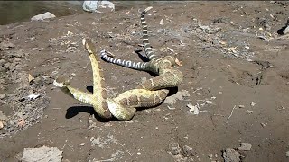 Rattlesnakes Battle for Dominance  More Wildlife in Channel [upl. by Ojahtnamas399]