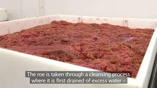 Lumpfish roe by Royal Greenland  fishery and processing [upl. by Anyela]