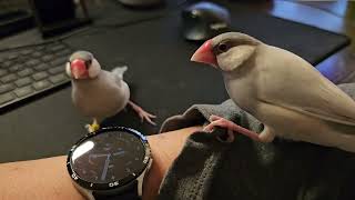 Java finches digging for something [upl. by Marietta701]