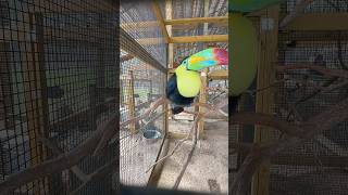 Pretty Bird KeelBilled Toucan animals cool wildlife fun [upl. by Etnaik740]