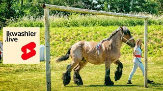 Le Trait du Nord au concours à Bavay 22 shorts trekpaard horse drafthorse trait TraitduNord [upl. by Nisior]