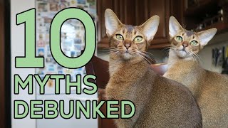 10 Abyssinian Myths Debunked [upl. by Annerahs25]