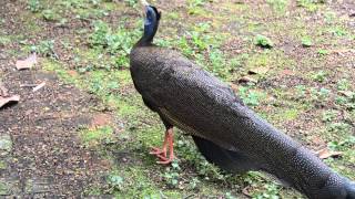 Great Argus Pheasant call in Malaysia [upl. by Oad393]