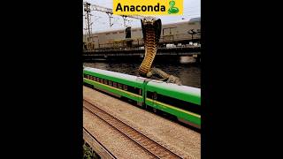 Anaconda Snake Chasing Boy video 🐍 Shorts​ snake​ [upl. by Basset686]