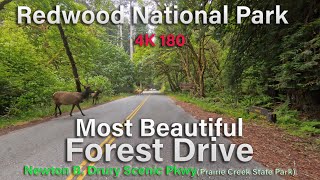 Redwood National Park Ebike Tour Scenic Drive 180 4K re Upload [upl. by Blockus]