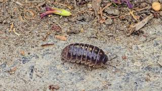 A woodlouse on a stone staircase  normal and closeup  beautiful Insect [upl. by Nielsen744]