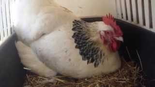 Janey Our Oldest Hen is Yet Laying Eggs [upl. by Alba]