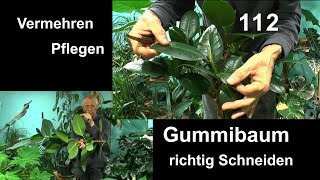 Gummibaum Schneiden Vermehren Pflegen und Gummibaum klein machen auch als Bonsai [upl. by Bork]