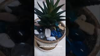 Haworthia Plant 😮 gardening [upl. by Warms]