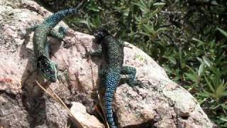 Mountain Spiny Lizard Fight [upl. by Swart]