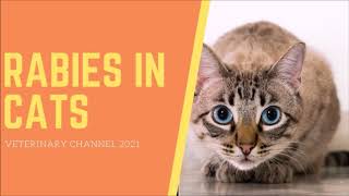 The Clinical Signs And Diagnosis Of Rabies In Cats [upl. by Doelling]