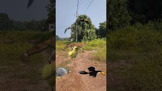 Fox Chicken Toucan And Falcon shorts shortvideo shortsviral [upl. by Okoy836]