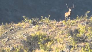 Red Stag Roar New Zealand 2014 HD [upl. by Ralston822]