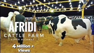 AFRIDI Cattle Farm  Super Highway Karachi  Cow Mandi 2021  Expedition Pakistan [upl. by Yentruoc]