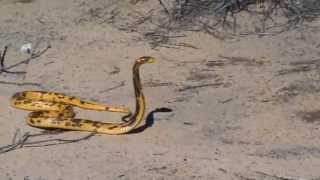 Cape cobra vs Yellow mongoose [upl. by Enyaht]