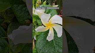 Chonemorpha flowering plant  flower plant nursery kolkata wholesale flower selling [upl. by Qooraf]