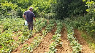 ON TRAITE NOS POMMES DE TERRE CONTRE LES DORYPHORES [upl. by Ranit585]