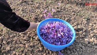 Pampores Saffron Fields A Struggle Against Climate Change and Water Scarcity [upl. by Nyrehtak]