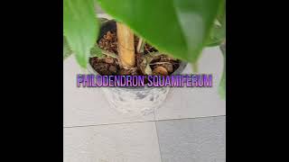 Philodendron Squamiferum  Rare  Philippines  Plants and Plants [upl. by Justicz]