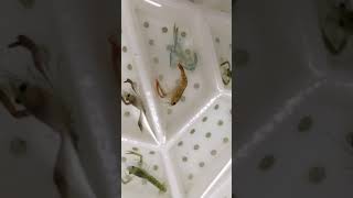 IM BREAKING FREE  Baby Lobster Moulting [upl. by Yentruocal69]