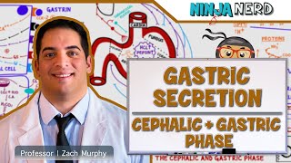 Gastrointestinal  Gastric Secretion The Cephalic amp Gastric Phase [upl. by Krispin505]