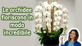 7 Segreti per far fioreire la tua orchidea tutto lanno  Lo so [upl. by Chelsie]