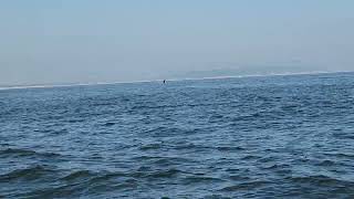 humpback whale breaching [upl. by Diskin]