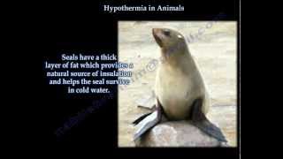 Hypothermia In Animalsdifferent  Everything You Need To Know  Dr Nabil Ebraheim [upl. by Htenaj685]