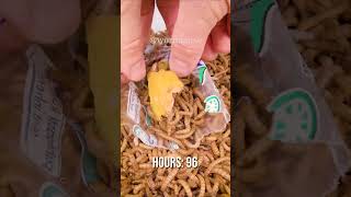 Mealworms vs Cucumber [upl. by Dibb]