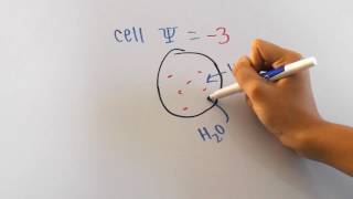 Water Potential Formula Explained [upl. by Collayer]