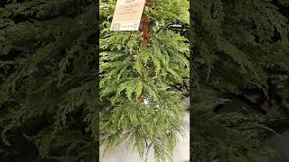 WALMART CHRISTMAS 2024 MY TEXAS HOUSE CHRISTMAS TREE WALMART christmas [upl. by Hole]