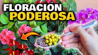 Tus PLANTAS FLORECERÁN COMO LOCAS Con este ABONO CASERO ORGÁNICO para FLORES  Fertilizantes [upl. by Obediah]