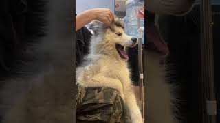 Episode 36  funny huskies 🤣🤣dog dogs funnydogs funnypetsmoments funnyvideo foryou [upl. by Anotal]