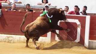 😱 DA UN TREMENDO SALTO ESTE TORO CIEMPOZUELOS MADRID 2024 [upl. by Dimitri749]