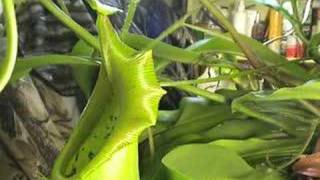 CARNIVOROUS PLANTS CAN EAT MICE [upl. by Maxie]