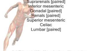 Descending Abdominal Aorta Mnemonic [upl. by Notnel]